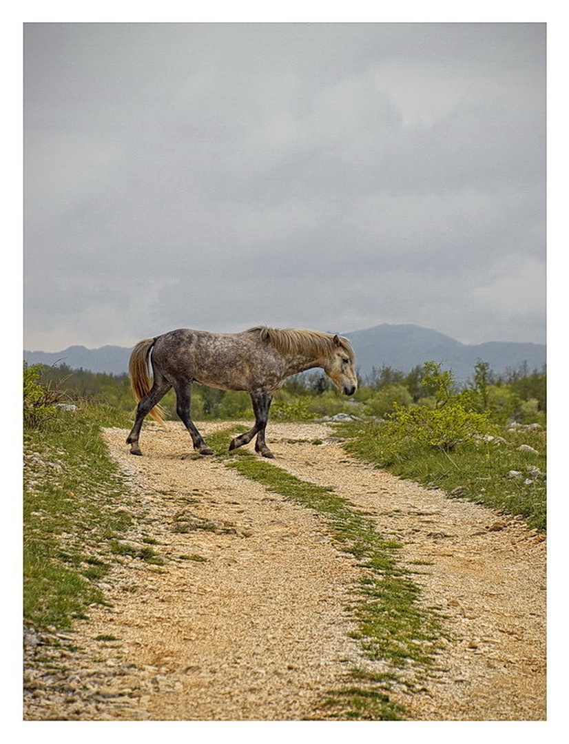 On the Road Again by Marko Buntic