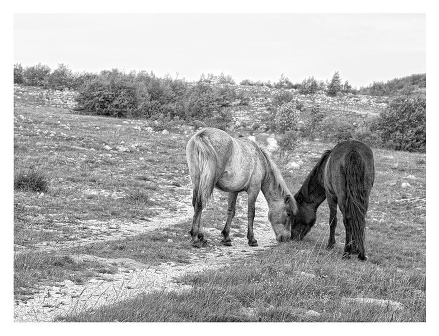 Horse Love by Marko Buntic