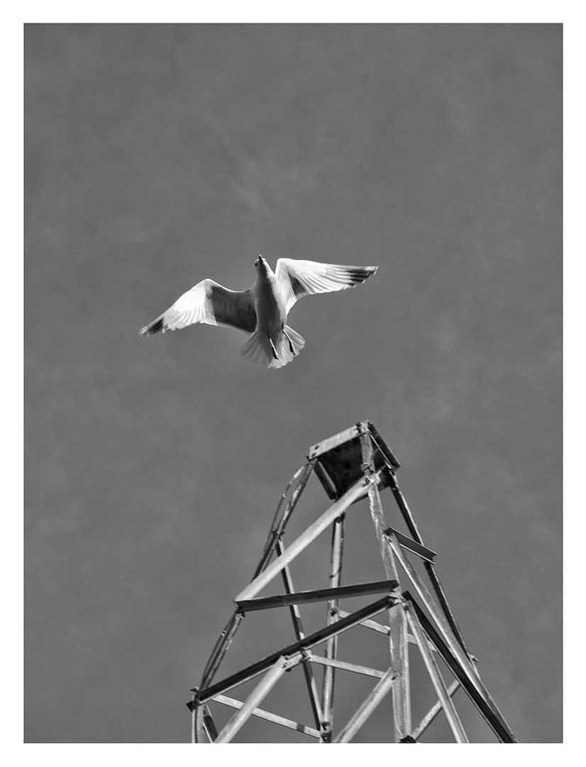 Freedom by Marko Buntic