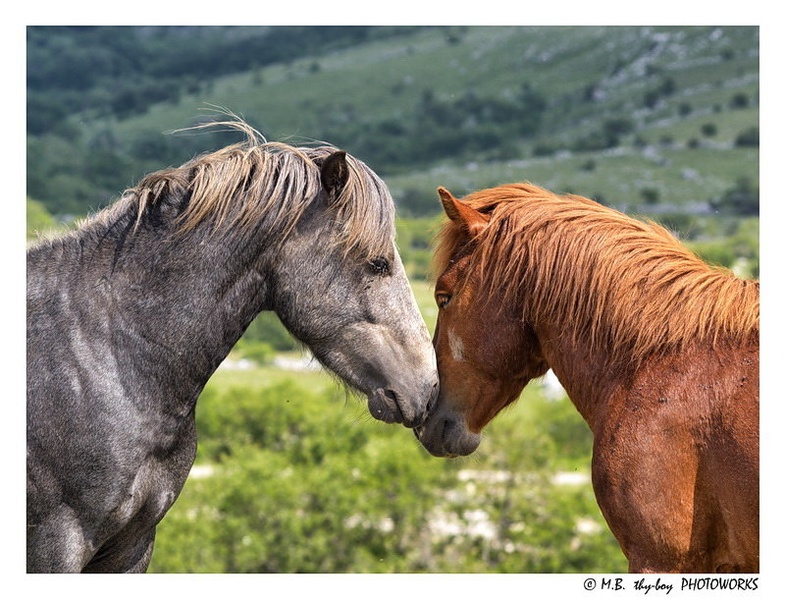 Affection by Marko Buntic