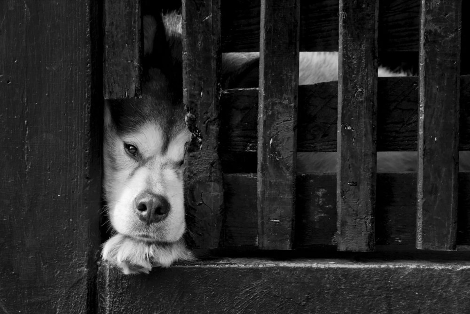Let me out by Uroš Kenda