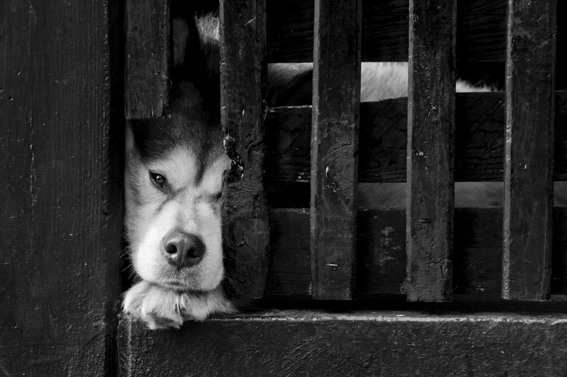 Let me out by Uroš Kenda