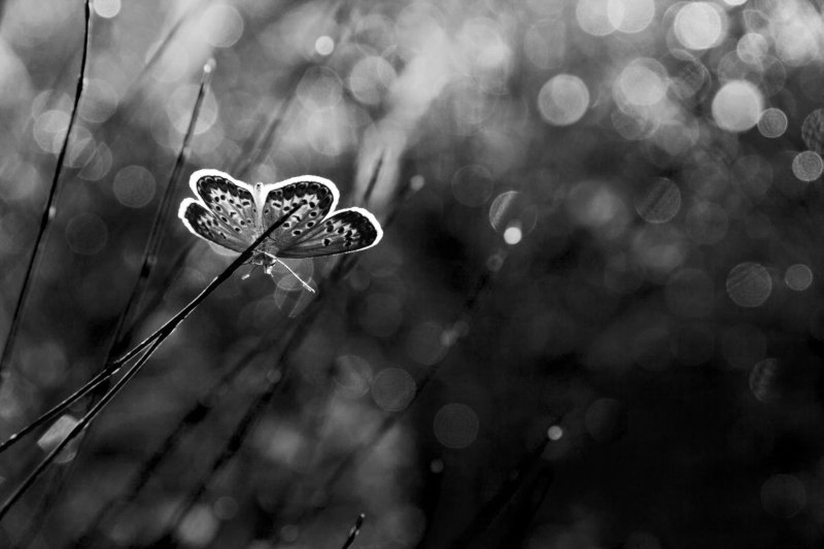 Butterfly galaxy 2 by Uroš Kenda