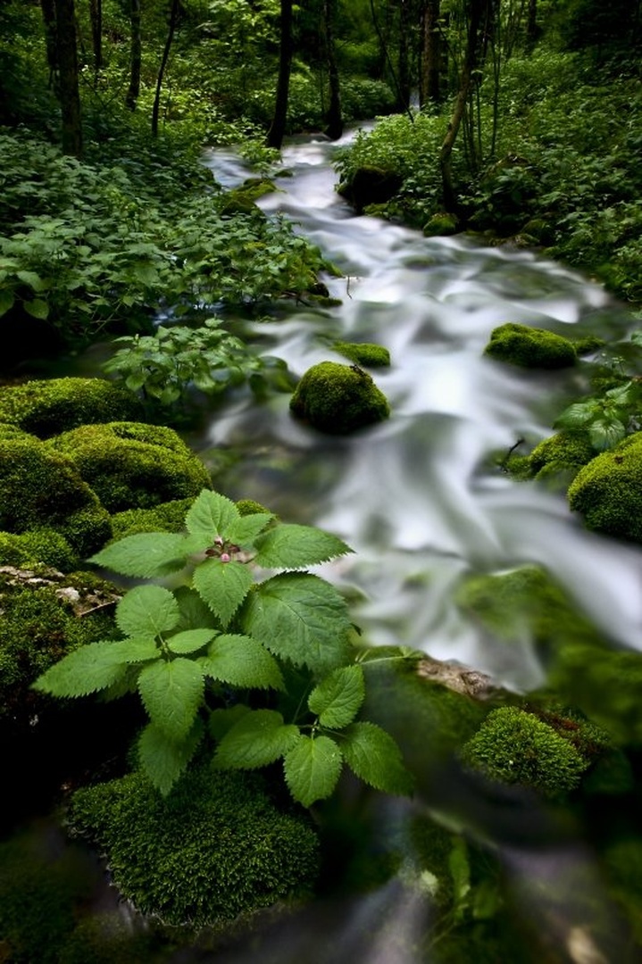 Green stream by Uroš Kenda