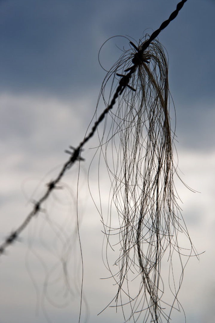 Barb wire victim by Uroš Kenda