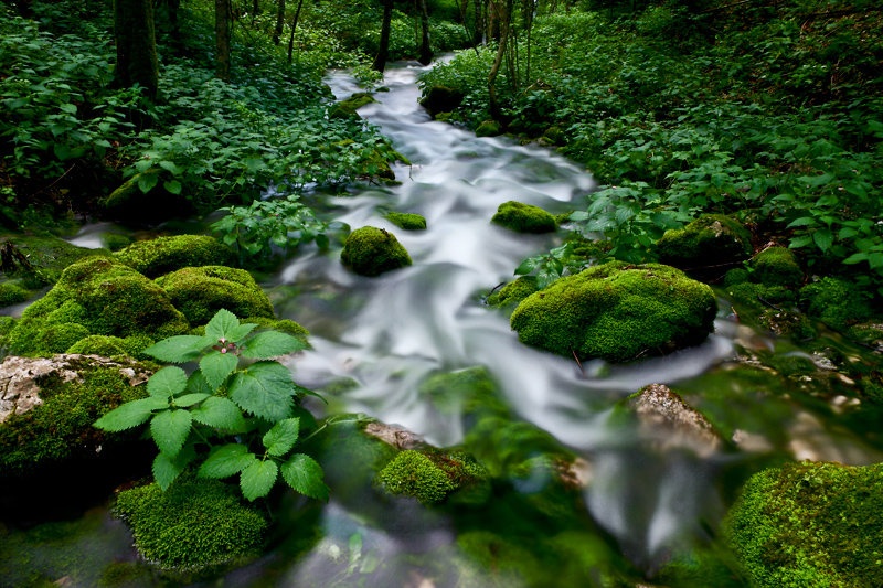 Green stream II by Uroš Kenda