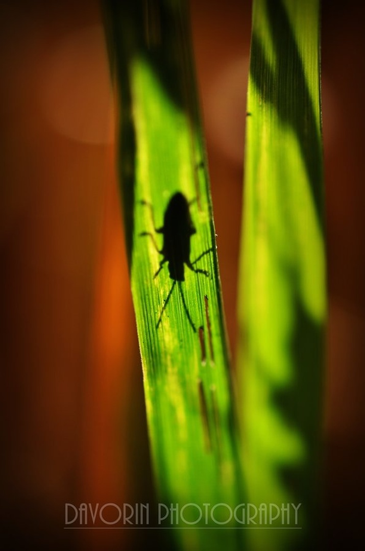 Za zeleno zaveso. by