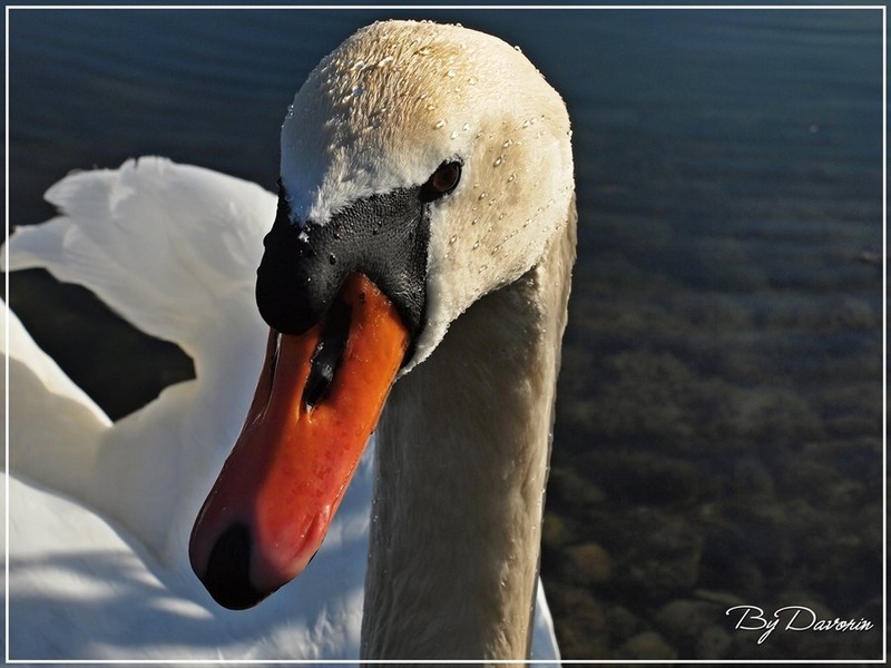 Labod by davorin79
