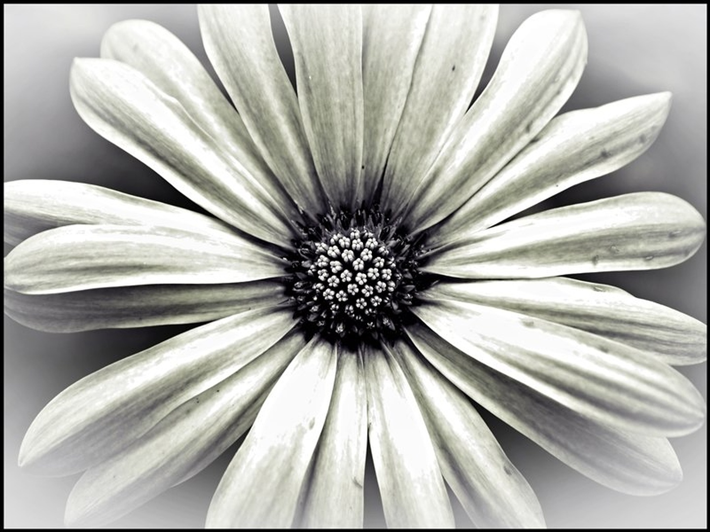 Center celote by