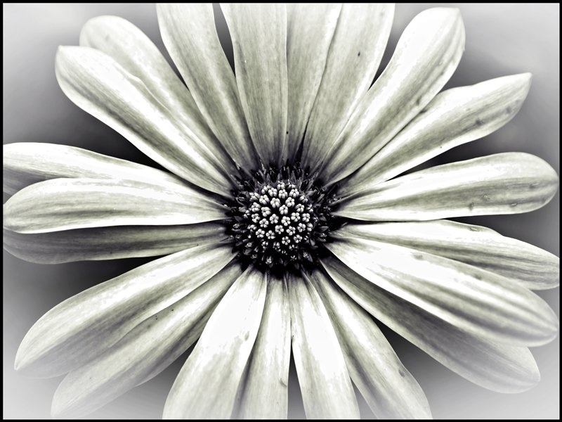 Center celote by davorin79