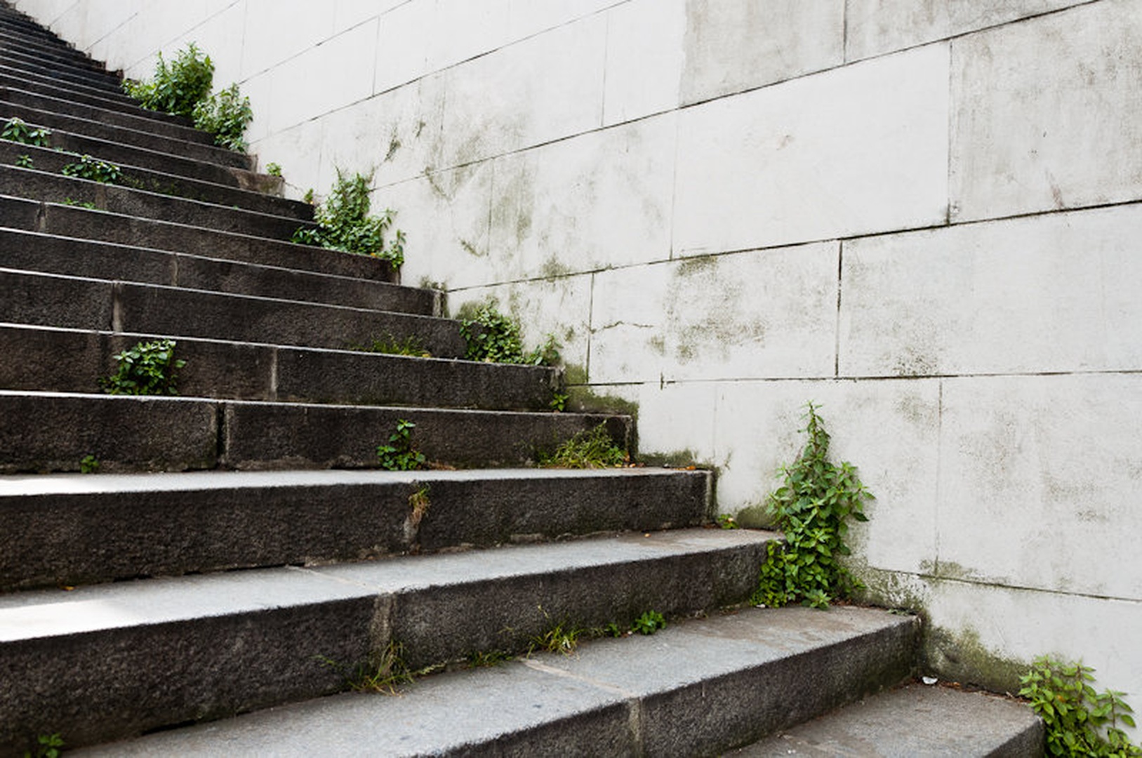 Concrete jungle by