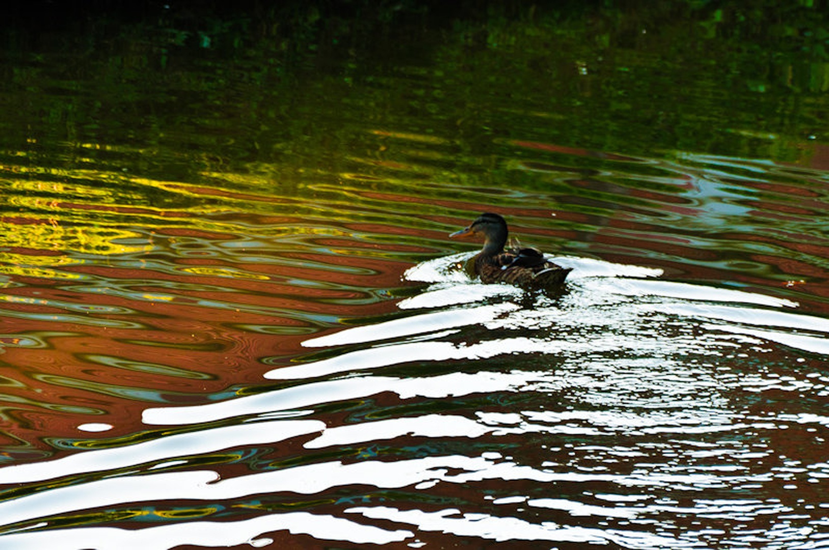 LSDuck by