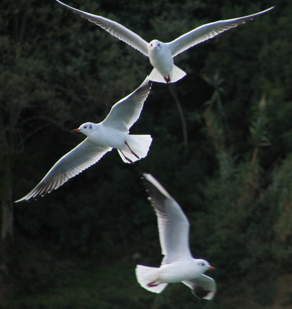 Flying Trio by