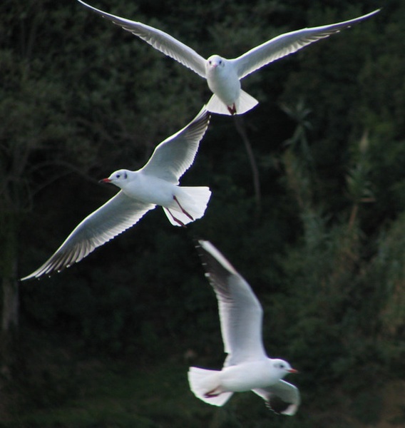 Flying Trio by Fanatic