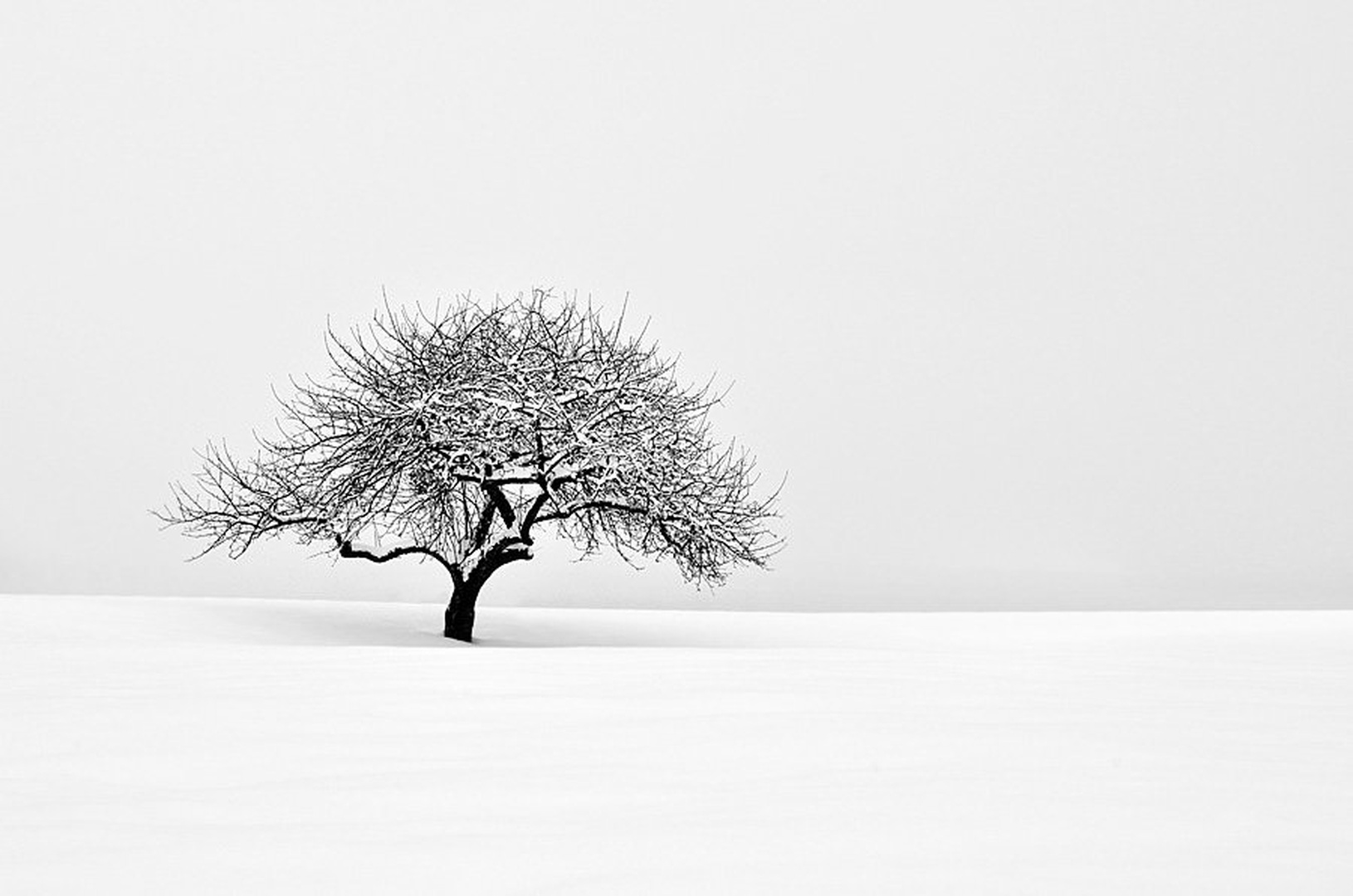 upornik III by santo