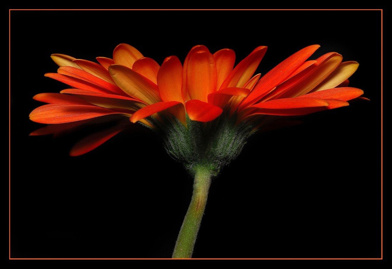 gerbera by santo