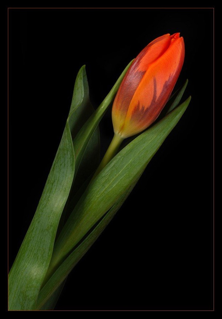 tulipan by santo