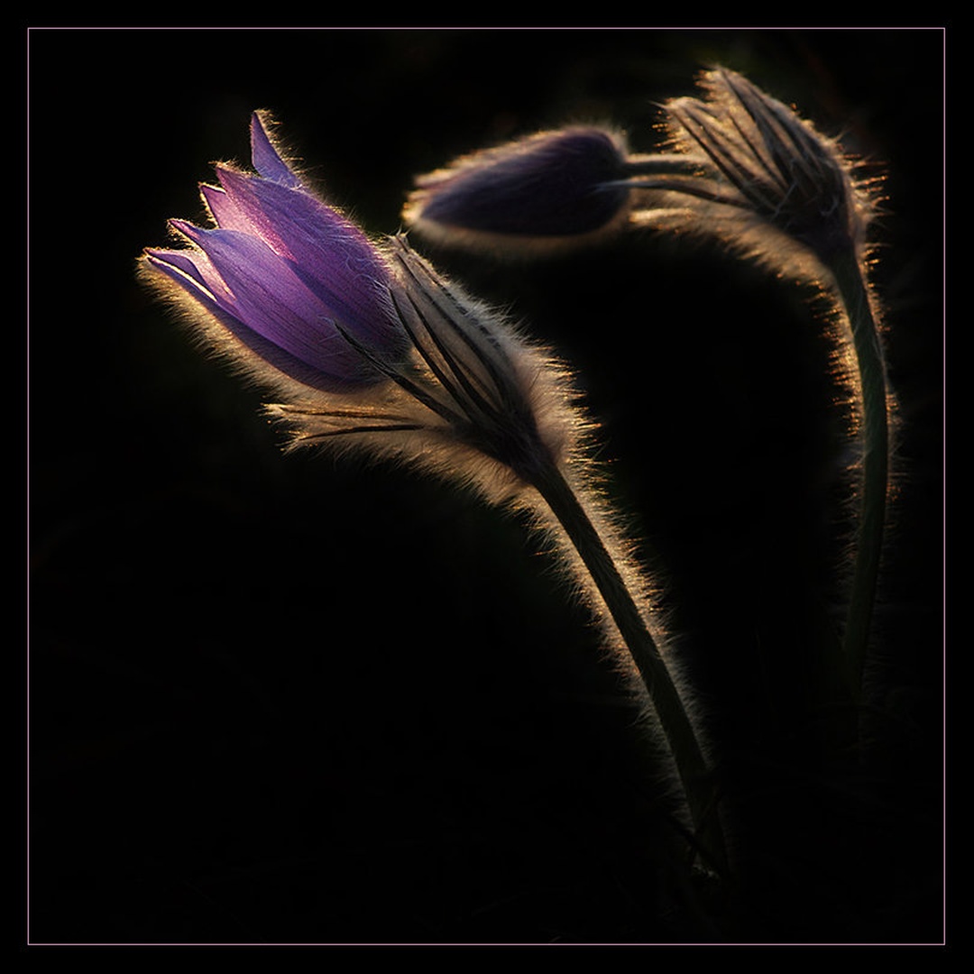 obsijana by santo