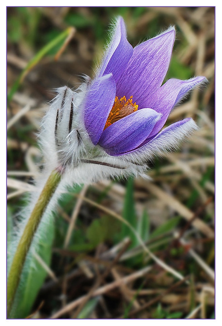 pulsatilla grandis by santo