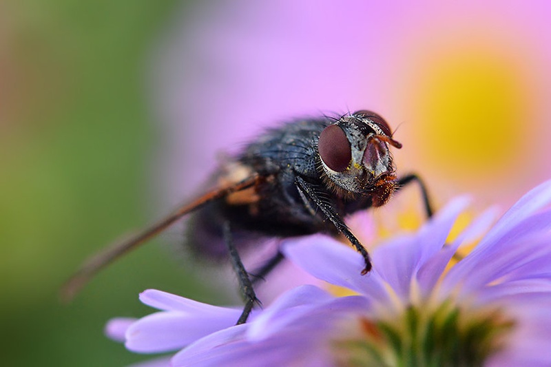 flower fly by santo