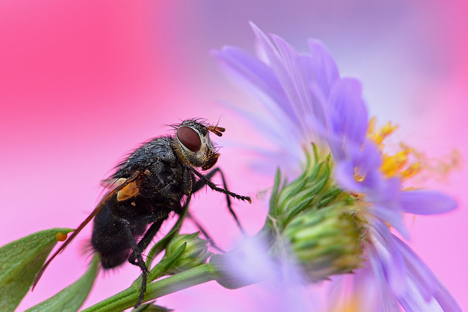 flower fly II by santo