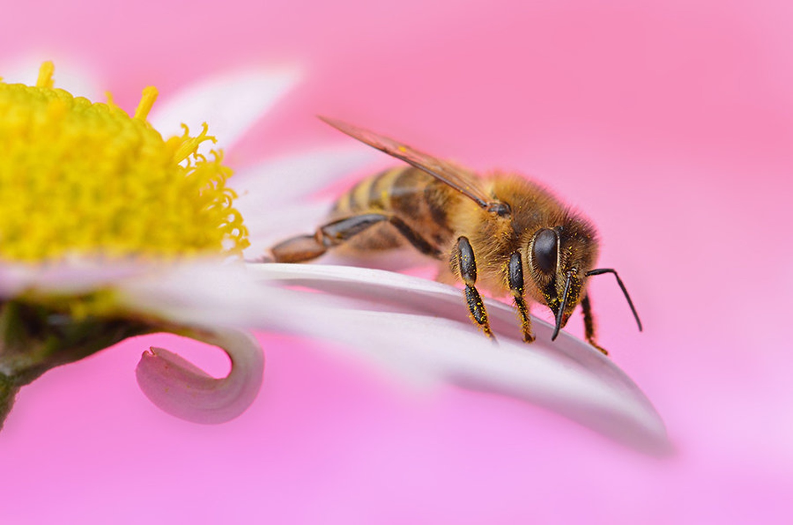 flower bee by santo
