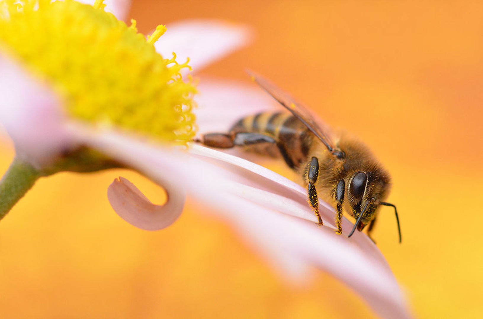 flower bee II by santo
