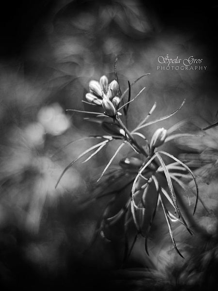 Flower by Špela Gros