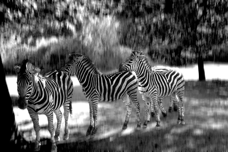 stay black and white by Klemen BIZJAK