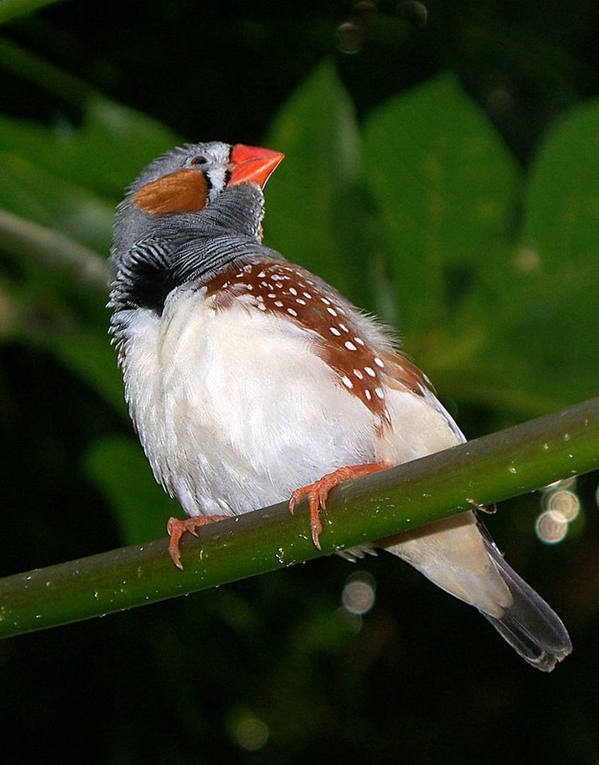 bird by