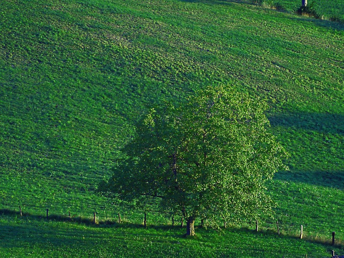na  zeleni by miran   humar