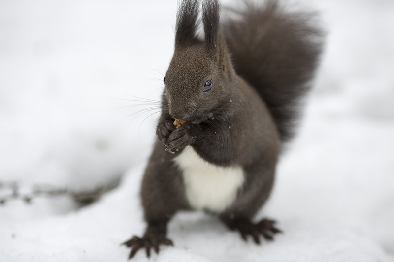 squirrel posing by Domen