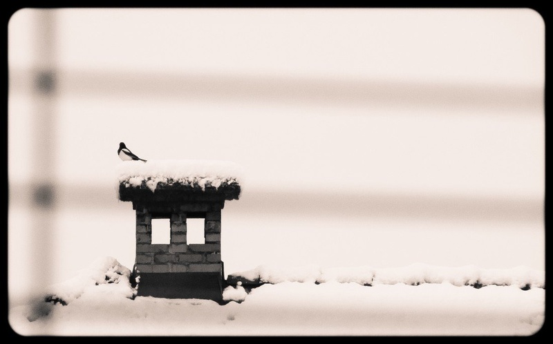 Ptič. by mngmng