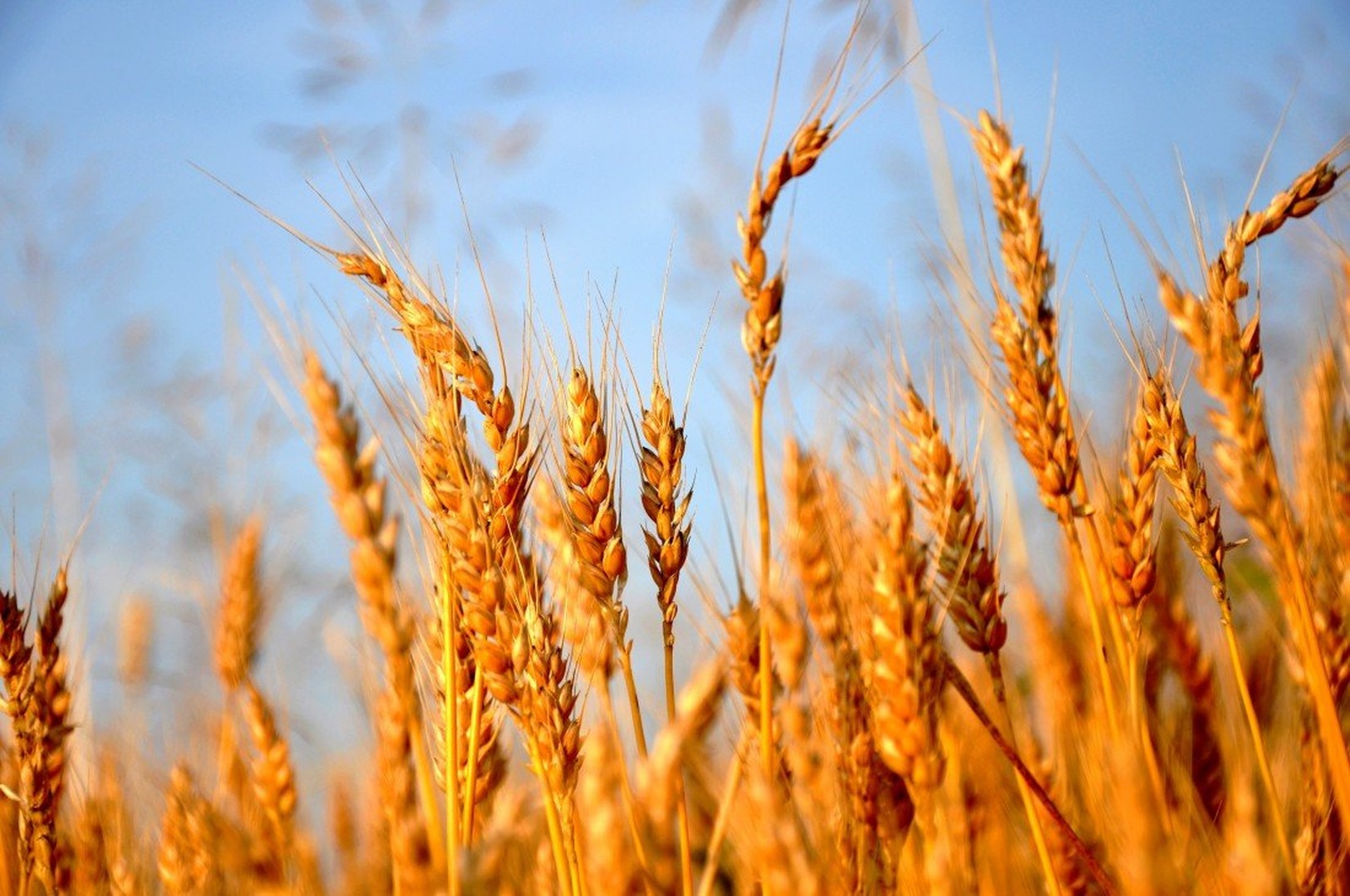 Wheat by Anja Hren