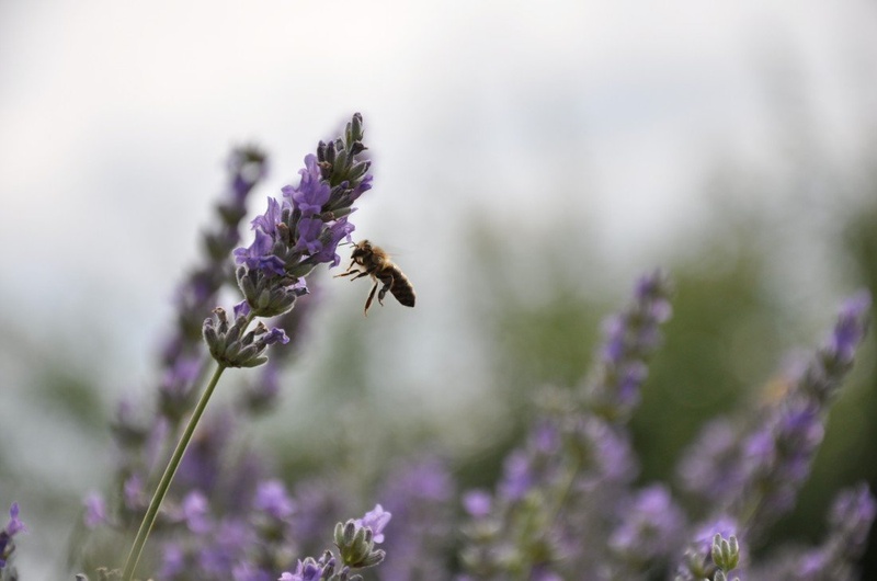 Lavanda in čebela by Anja Hren