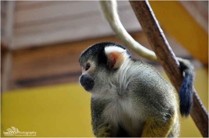 Squirrel Monkey by Jan Kukovič