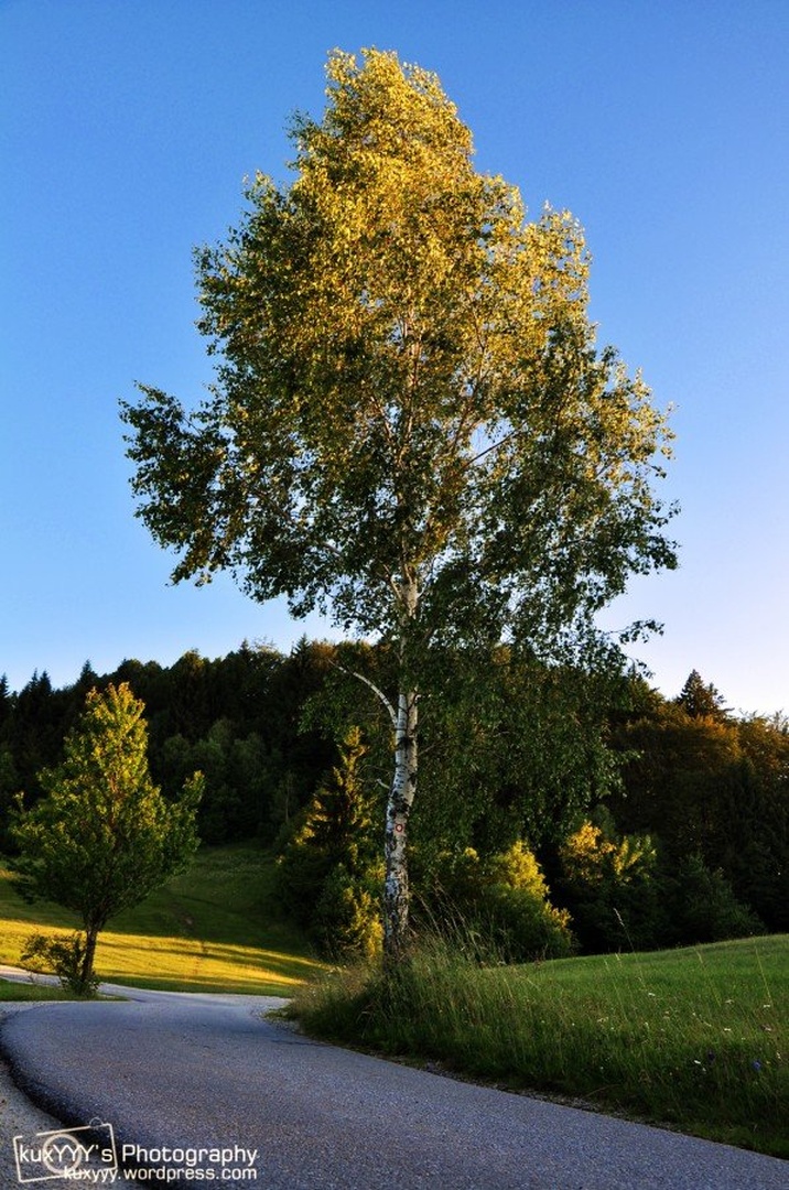 Kurešček by Jan Kukovič