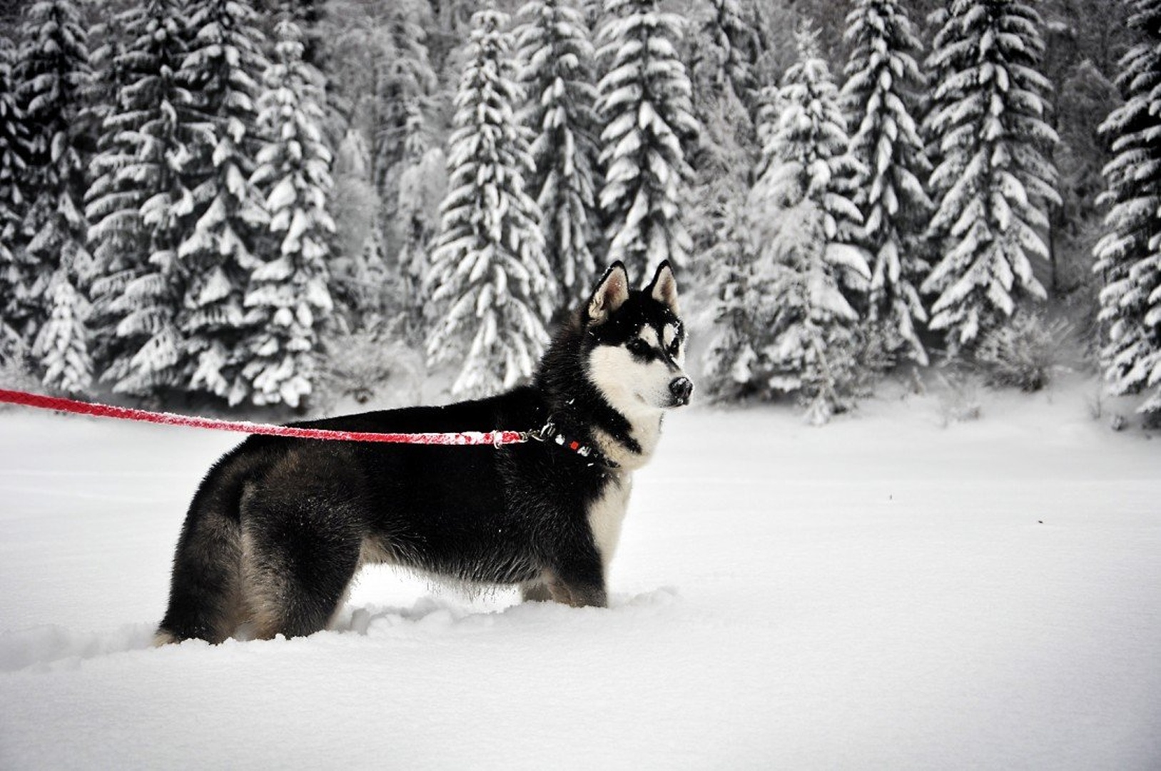 Siberian Husky by Jan Kukovič