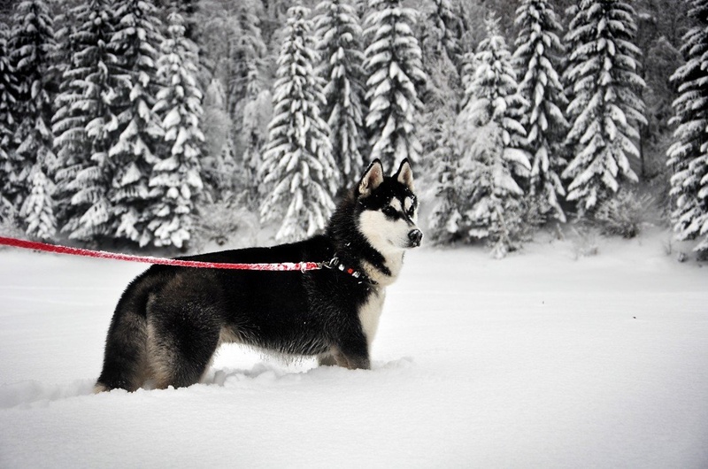 Siberian Husky by Jan Kukovič