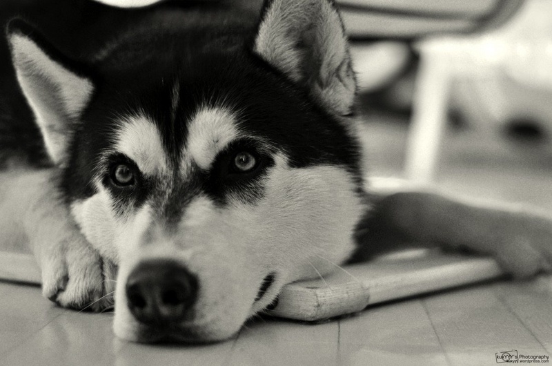 Husky by Jan Kukovič