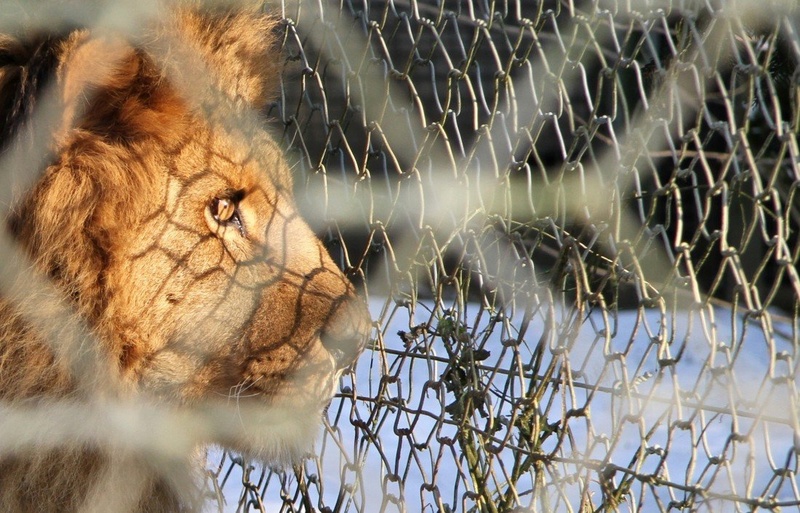 Pogled v... Afriko? by Argus
