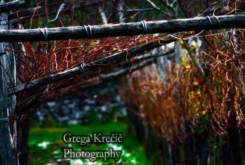 Kraške Trte by sapphire