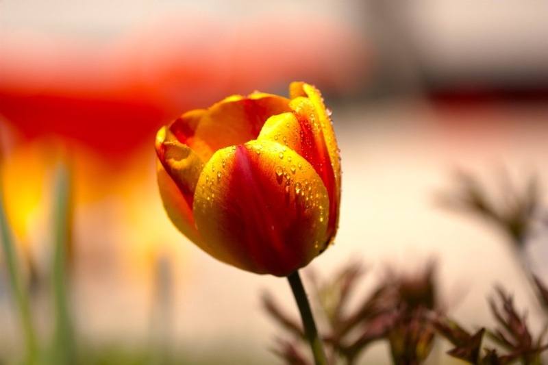 Tulipan by Žiga Debevec