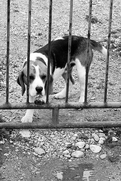Please let me out of jail by andrejf