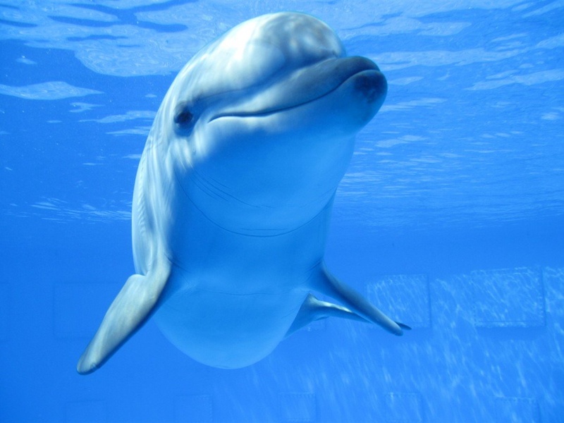 delfin pozing by deziz
