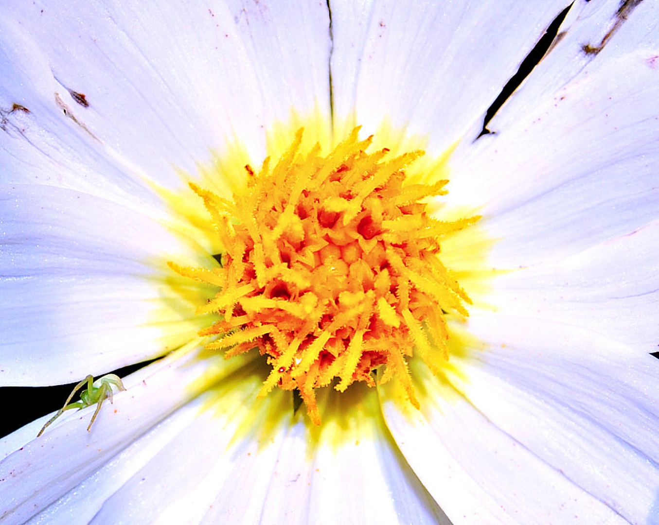 white & yellow by deziz