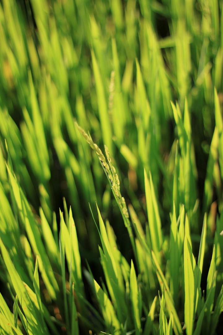 Rice field by Lucija Štebe
