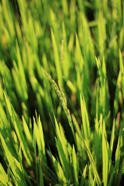 Rice field by Lucija Štebe