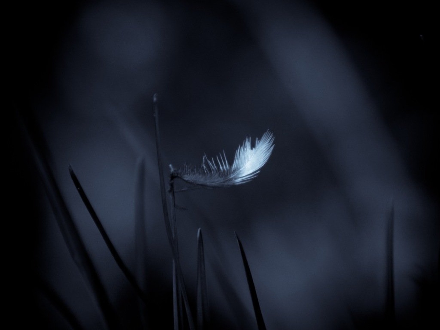 Mystical Feather by Rok Breznik