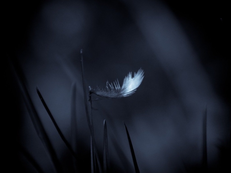 Mystical Feather by Rok Breznik